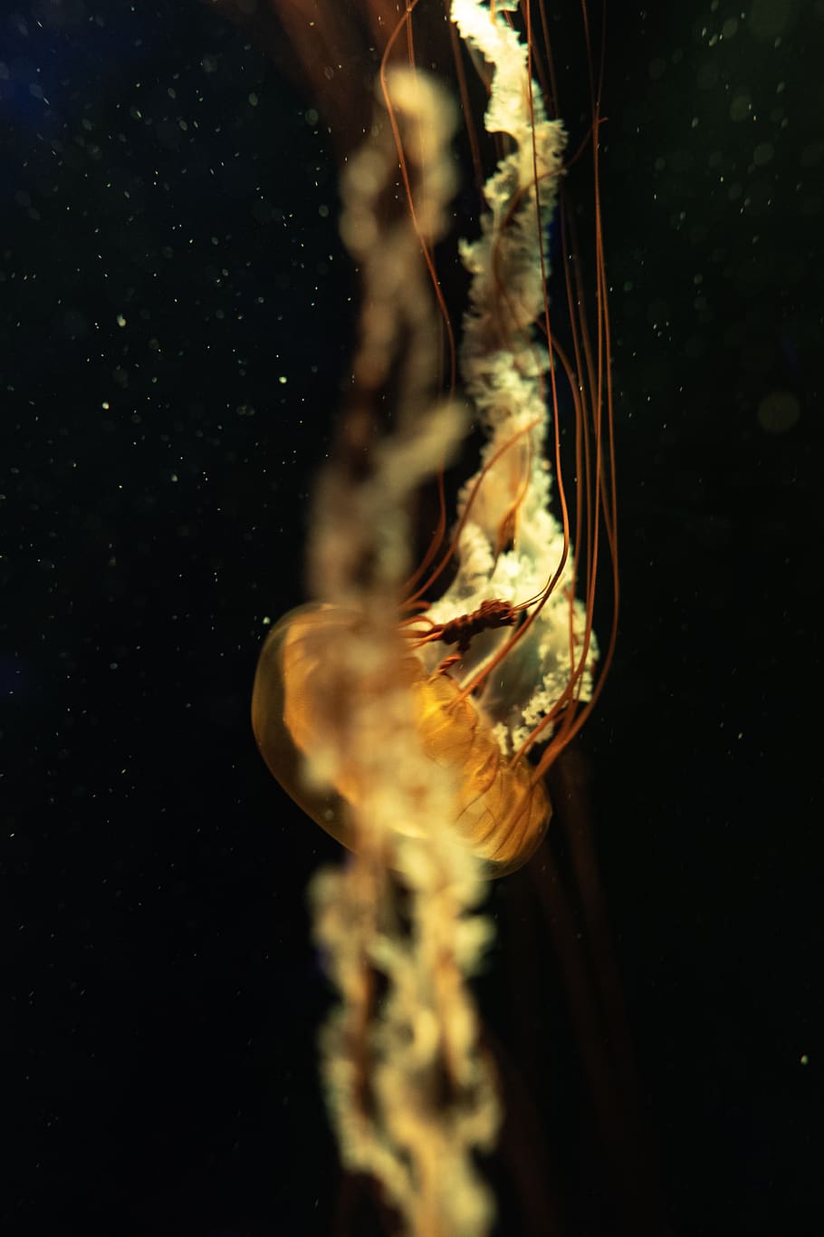 meduses marrons, invertebrat, animal, la vida marina, meduses, insecte, esponja animal, aigua, aquàtics, aquari, pop, flor, iris, planta, puces, mamífer, cavall de mar, manta ray, peix, escorpí, animals a la natura, temes d'animals, nedar, fauna animal, un animal, mar, sota l'aigua, primer pla, cap gent, naturalesa, marí, dipòsit, a l'interior, transparent, submarí, fons negre, 5K