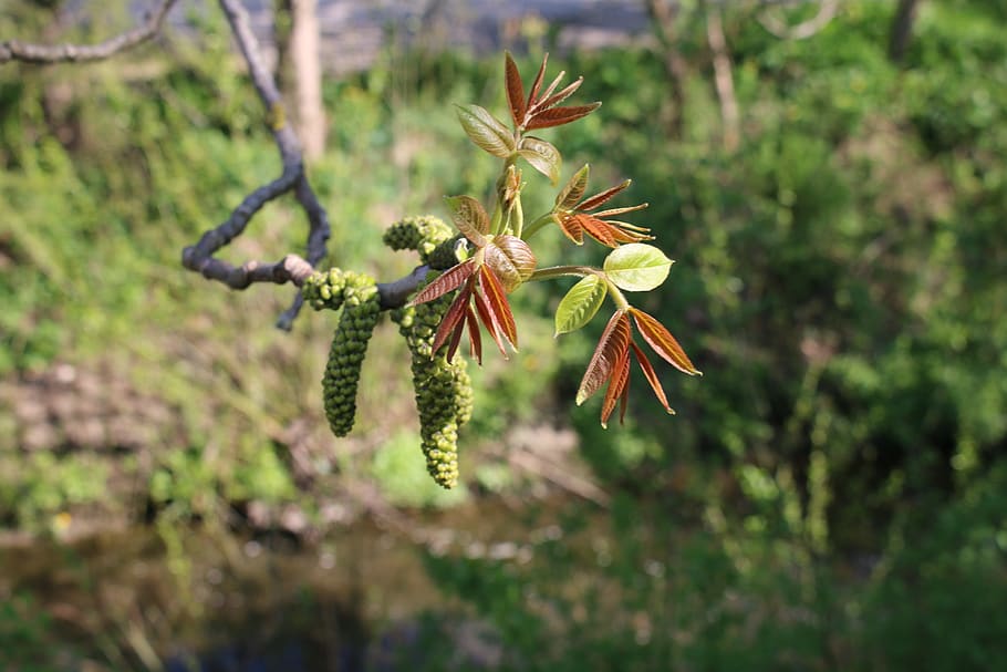 de lente, moer, natuur, blad scheuten, fabriek, bloem, groei, bloeiende plant, versheid, schoonheid in de natuur, breekbaarheid, detailopname, dag, kwetsbaarheid, geen mensen, focus op de voorgrond, groene kleur, bloemblad, boom, buitenshuis, bloemhoofd, bloeiwijze, selectieve aandacht, stuifmeel, 2K