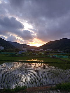 brillo de la tarde, puesta de sol, cielo, nube - cielo, agricultura, paisaje, paisajes - naturaleza, escena rural, naturaleza, belleza en la naturaleza, planta, montaña, escena tranquila, tranquilidad, ambiente, cultivo, campo, nadie, tierra, granja, agua, cordillera, al aire libre, plantación, 4K, CC0, dominio público, libre de derechos