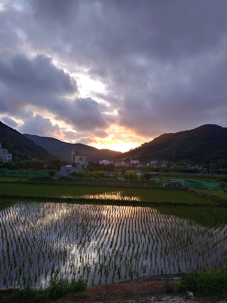 brillo de la tarde, puesta de sol, cielo, nube - cielo, agricultura, paisaje, paisajes - naturaleza, escena rural, naturaleza, belleza en la naturaleza, planta, montaña, escena tranquila, tranquilidad, ambiente, cultivo, campo, nadie, tierra, granja, agua, cordillera, al aire libre, plantación, 4K