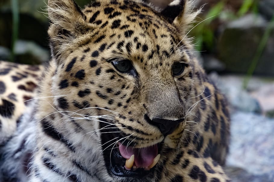 Leopard, Farben, Natur, Tier, Tierthemen, große Katze, ein Tier, Säugetier, Tiere in freier Wildbahn, Tierwelt, katzenartig, Fokus auf den Vordergrund, Nahansicht, keine Leute, Katze, Wirbeltier, beschmutzt, Tag, Fleischfresser, Tiermarkierungen, Whisker, Tierkörperteil, Mund offen, draußen, Tierkopf, Gepard, 2K