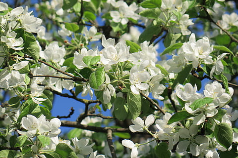 Apfelbaum, Frühling, blühende Pflanze, Pflanze, Blume, Schönheit in der Natur, Wachstum, Zerbrechlichkeit, Verletzlichkeit, Frische, Blütenblatt, weiße Farbe, Nahansicht, Pflanzenteil, Blatt, Natur, Blütenkopf, keine Leute, Blütenstand, Tag, Fokus auf den Vordergrund, blühen, draußen, lila, 4K, CC0, gemeinfrei, lizenzfrei