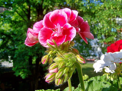 pelargonija, dvipusė gėlė, žydintys augalai, augalų, gėlė, grožis gamtoje, šviežumas, žiedlapis, trapumas, pažeidžiamumas, augimą, Iš arti, rausvos spalvos, žiedynas, gėlių galva, sutelkti dėmesį į naujas žinias, pobūdį, dieną, nėra žmonių, lauke, augalų dalis, lapai, pavasarį, 2K, CC0, Viešasis domenas, nemokamai