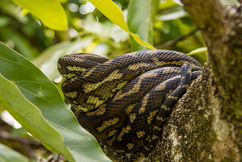 carpet python, snake, python, coiled, close-up, sleeping, grass, black, yellow, pattern, tree, branch, australia, queensland, skin, wild, animal themes, animal wildlife, animals in the wild, animal, one animal, plant part, leaf, reptile, nature, plant, no people, vertebrate, day, growth, focus on foreground, green color, outdoors, poisonous, animal scale, 2K, CC0, public domain, royalty free
