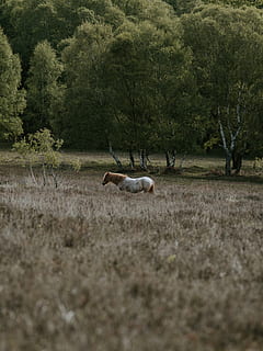 grüne Bäume, Natur, Feld, Wiese, draußen, Landschaft, Bauernhof, ländlich, Ranch, weiden, Weide, Haustier, Tier, Eckzahn, Hund, Säugetier, Savanne, Pferd, andalusisches Pferd, Hengstfohlen, Pflanze, Baum, Tierthemen, Land, Tiere in freier Wildbahn, Tierwelt, Wirbeltier, Tag, Gruppe von Tieren, keine Leute, Umgebung, Gras, Wald, gehörnt, zwei tiere, pflanzenfressend, 8K, CC0, gemeinfrei, lizenzfrei
