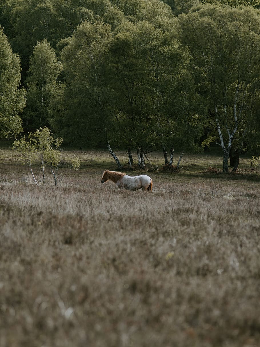 grønne træer, natur, Mark, græsarealer, udendørs, landskabet, gård, landdistrikterne, eng, ranch, græsning, græs, kæledyr, dyr, hunde, hund, pattedyr, savanne, hest, andalusisk hest, colt hest, plante, træ, dyre temaer, jord, dyr i naturen, dyreliv, hvirveldyr, dag, gruppe af dyr, ingen mennesker, miljø, landskab, Skov, hornede, to dyr, planteædende, 8K