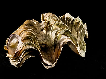shell, kalk, nærbilde, studio skudd, svart bakgrunn, innendørs, stilleben, bein, ingen folk, dyr, enkelt objekt, dyr kroppsdel, skjære ut, dyr skjelett, dyre temaer, dyreskalle, kreativitet, dyreliv, dyr representasjon, kroppsdel, representasjon, arkeologi, 4K, CC0, offentlig domene, opphavsrett gratis