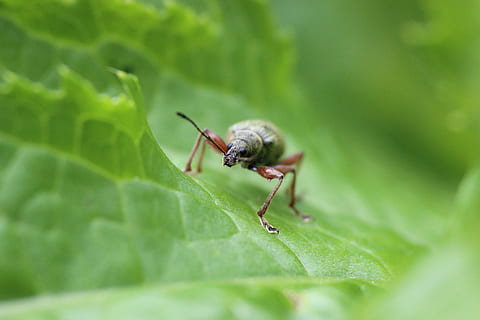 scarafaggio, insetto, foresta, foglia, avvicinamento, macro, verde, invertebrato, parte vegetale, fauna selvatica, animale, temi animali, colore verde, animali allo stato selvatico, un animale, messa a fuoco selettiva, nessuno, giorno, crescita, natura, pianta, antenna animale, parte del corpo animale, zoologia, 5K, CC0, dominio pubblico, privo di copyright