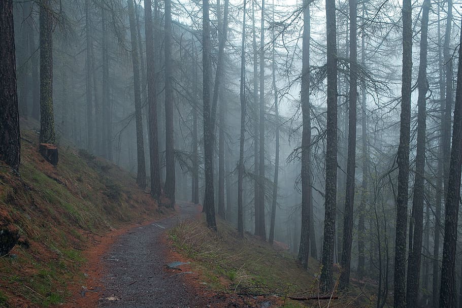mørk, sti, feltsti, pathway, træ, organisk, landbrug, udendørs, miljø, bagagerum, blade, grene, natur, Skov, ødemark, grå, tåge, dis, træer, græs, bakke, jord, plante, skønhed i naturen, rolig scene, scenics - natur, ro, ikke-urbane scene, vej, træstamme, landskab, grusvej, ingen mennesker, fyrretræ, nåletræ, fyrreskov, 1080P