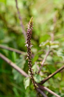 Gras kratzen, Kräuter-, Pflanze, Wachstum, Nahansicht, Natur, Schönheit in der Natur, Tag, keine Leute, Fokus auf den Vordergrund, Ruhe, grüne Farbe, selektiver Fokus, draußen, Zerbrechlichkeit, Pflanzenstamm, Land, Verletzlichkeit, Blume, Feld, Frische, blühende Pflanze, 4K, CC0, gemeinfrei, lizenzfrei