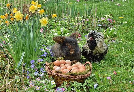 Pasqua, coniglietto di Pasqua, pollo, uovo, pianta fiorita, fiore, pianta, natura, temi animali, animale, crescita, nessuno, freschezza, mammifero, erba, animali domestici, vertebrato, giorno, cibo, cestino, domestico, uccello, all'aperto, primavera, 4K, CC0, dominio pubblico, privo di copyright