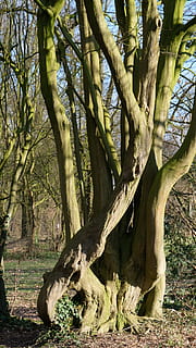 tree, tree roots, plant, tree trunk, trunk, nature, land, growth, no people, day, forest, tranquility, branch, outdoors, beauty in nature, sunlight, field, plant part, large, green color, woodland, 2K, CC0, public domain, royalty free