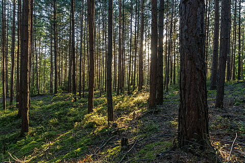 bosc, Turingia Alemanya, retroiluminació, bosc de pins, bosc de Turíngia, arbres, sol, llum solar, conífera, senderisme, raig de sol, pi, arbre, terra, planta, tranquil·litat, tronc, tronc de l'arbre, bellesa a la natura, escena tranquil·la, naturalesa, escenics - natura, creixement, escena no urbana, cap gent, remot, dia, paisatge, medi ambient, a l'aire lliure, bosc de pi, arbre de coníferes, 5K, CC0, domini públic, lliure de regalies