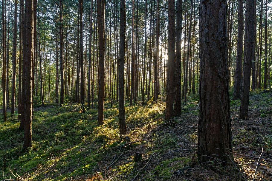 bosc, Turingia Alemanya, retroiluminació, bosc de pins, bosc de Turíngia, arbres, sol, llum solar, conífera, senderisme, raig de sol, pi, arbre, terra, planta, tranquil·litat, tronc, tronc de l'arbre, bellesa a la natura, escena tranquil·la, naturalesa, escenics - natura, creixement, escena no urbana, cap gent, remot, dia, paisatge, medi ambient, a l'aire lliure, bosc de pi, arbre de coníferes, 5K