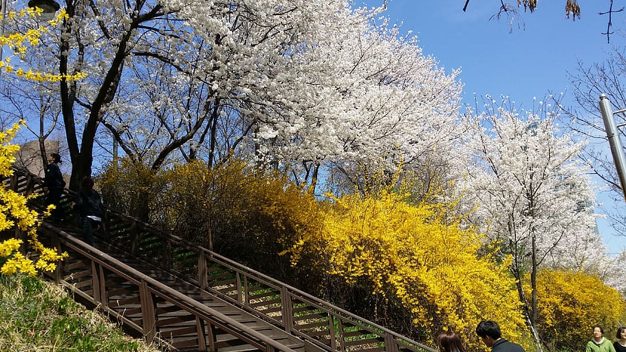 yangjae stream, kirsebær blomster, træ, plante, skønhed i naturen, natur, gul, vækst, jernbanetransport, blomst, himmel, dag, blomstrende plante, afdeling, blomstre, ingen mennesker, spore, jernbanespor, forår, transportmidler, efterår, jord, lave om, udendørs, kirsebær blomst, 4K