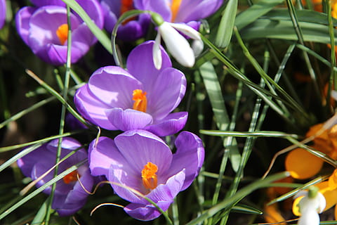 Crocus, gėlės, žydintys augalai, gėlė, augalų, žiedlapis, pažeidžiamumas, grožis gamtoje, trapumas, šviežumas, augimą, gėlių galva, Iš arti, violetinė, žiedynas, iris, pobūdį, nėra žmonių, dieną, sutelkti dėmesį į naujas žinias, lauke, žiedadulkių, 5K, CC0, Viešasis domenas, nemokamai