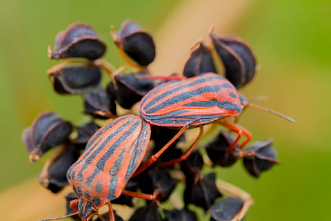 insekt, kobling, tæt på, fokus på forgrunden, plante, ingen mennesker, natur, vækst, dag, selektiv fokusering, mad, skønhed i naturen, hvirvelløse, dyreliv, blad, plante del, friskhed, mad og drikke, dyr, skrøbelighed, dyr i naturen, dyre temaer, 4K, CC0, offentligt domæne, royaltyfrie