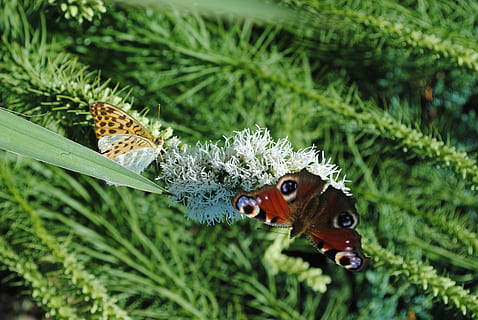 borboleta, inseto, Primavera, cor verde, plantar, temas animais, animais em estado selvagem, animal, animais selvagens, natureza, fechar-se, um animal, beleza na natureza, focar em primeiro plano, ninguém, invertebrado, dia, crescimento, ao ar livre, parte da planta, folha, árvore, asa animal, borboleta - inseto, Pinheiro, 4K, CC0, domínio público, royalty free