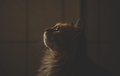 orangene Katze, Tier, Haustier, Katze, Säugetier, Manx, Kätzchen, schwarze Katze, Couch, Möbel, Angora, Hund, Eckzahn, abessinier, Bücherregal, Mund, Lippe, Textur, Siamese, Löwe, Tierwelt, Tierthemen, ein Tier, Haustiere, inländisch, katzenartig, Hauskatze, suchen, drinnen, keine Leute, Wirbeltier, Whisker, Wegschauen, hoch schauen, Nahansicht, schwarzer Hintergrund, Haar, Tierkopf, Maine Coon Katze, Tierauge, 4K, CC0, gemeinfrei, lizenzfrei