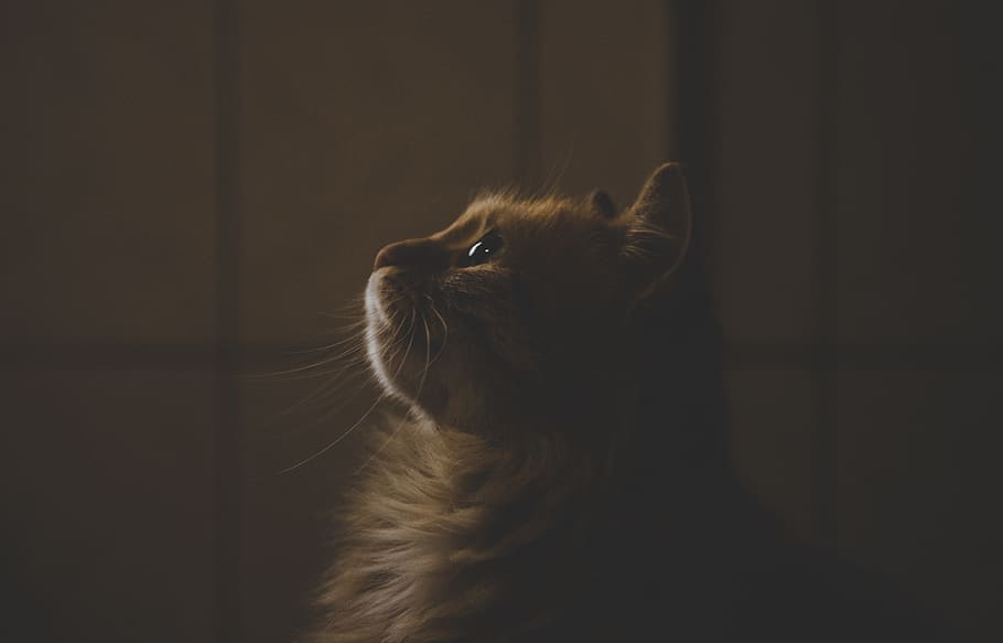 gatto arancione, animale, animale domestico, gatto, mammifero, Manx, gattino, gatto nero, divano, mobilia, angora, cane, canino, abissino, libreria, bocca, labbro, struttura, siamese, Leone, natura, temi animali, un animale, animali domestici, domestico, felino, gatto domestico, analizzare, cercare, guardare, in casa, nessuno, vertebrato, baffo, guardando lontano, alzando lo sguardo, avvicinamento, sfondo nero, capelli, testa di animale, gatto delle maine coon, occhio animale, 4K