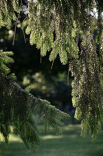 granbarr, sommar, träd, växt, tillväxt, skönhet i naturen, grön färg, natur, inget folk, fokusera på förgrunden, dag, närbild, lugn, gren, blad, växtdel, utomhus, selektiv fokusering, solljus, landa, bräcklighet, lugn plats, barrträd, 4K, CC0, offentligt domän, royaltyfria