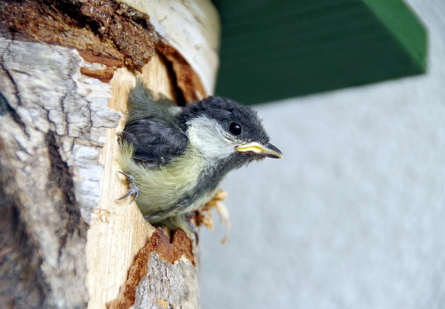 tit, pollets, farley, volar, caixa niu, temes d'animals, animal, vertebrats, ocell, fauna animal, animals a la natura, un animal, primer pla, centrar-se en primer pla, cap gent, naturalesa, dia, tronc, tronc de l'arbre, arbre, ocell jove, bec, animal jove, a l'aire lliure, material de fusta, cap d’animals, boca oberta, 2K