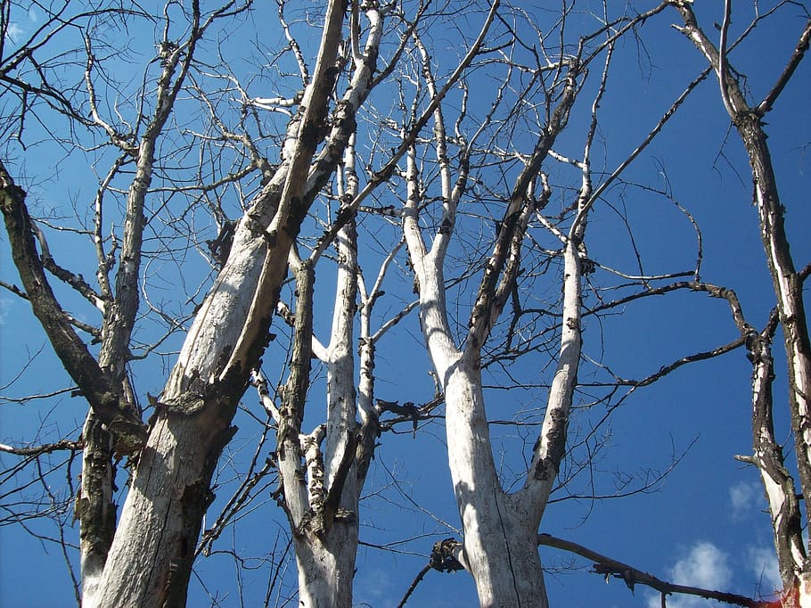 mort, bosc, gegant, arbre, vista d’angle baix, branca, arbre nu, cel, planta, dia, cap gent, naturalesa, cel clar, tranquil·litat, blau, llum solar, bellesa a la natura, temperatura de fred, hivern, a l'aire lliure, tronc, neu, tronc de l'arbre, planta morta, 2K
