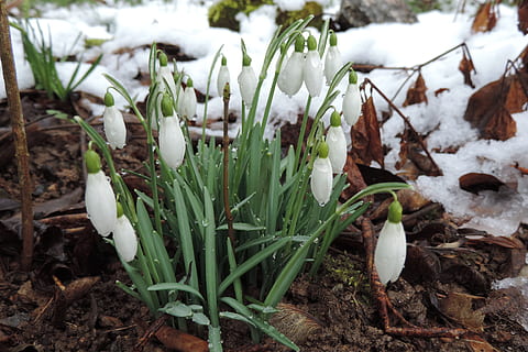 ghiocel, iarnă, dezgheţ, creştere, temperatura rece, teren, zăpadă, camp, culoare alba, natură, plantă, a închide, zi, frumusețe în natură, nici o persoana, să se concentreze asupra primelor elemente, Culoarea verde, fragilitate, vulnerabilitate, frunze, în aer liber, 4K, CC0, domeniu public, fără drepturi de autor