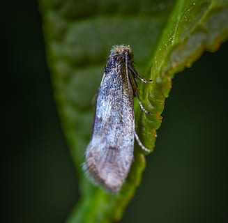 macro, insecte, lepidòpters, invertebrat, animal, temes d'animals, fauna animal, un animal, animals a la natura, primer pla, planta, cap gent, color verd, naturalesa, dia, centrar-se en primer pla, a l'aire lliure, zoologia, part de la planta, enfocament selectiu, full, creixement, 2K, CC0, domini públic, lliure de regalies