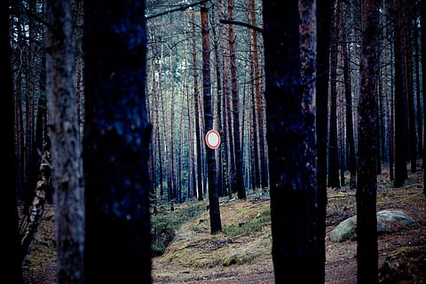 kilpi, Huomautus, kieltää, metsä, Puut, loki, yleiskatsaus, viite, menetetty, riski, luonnonpuisto, kulku, puu, runko, maa, puun runko, kasvi, ei ihmisiä, keskittyä etualalle, luonto, ulkona, kasvu, tyyneys, yö-, kauneus luonnossa, valaistuslaitteet, ei-kaupunkikuvia, maisemat - luonto, rauhallinen kohtaus, 4K, CC0, public domain, rojaltivapaa