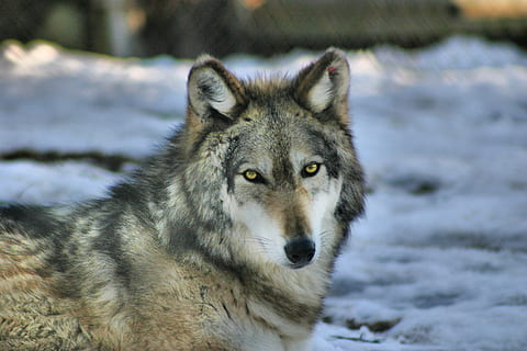 wolf, gray wolf, grey wolf, predator, lupus, canine, carnivore, call of the wild, snow, one animal, winter, animal themes, animal, cold temperature, animals in the wild, animal wildlife, mammal, portrait, looking at camera, nature, day, vertebrate, no people, focus on foreground, outdoors, land, animal head, 2K, CC0, public domain, royalty free
