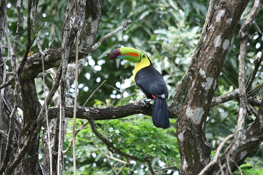 toucan, les, strom, zvířat, obratlovců, zvířata ve volné přírodě, rostlina, zvíře, pták, prohlížení, větev, jednoho zvířete, zaměřit se na popředí, nikdo, den, kufr, kmen stromu, Příroda, venku, Černá barva, nízký úhel pohledu, 4K