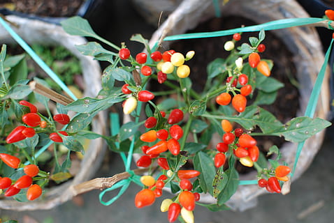 Xile, arbre petit, picant, menjar, menjar i beguda, fruita, creixement, frescor, full, part de la planta, alimentació saludable, planta, fruites de baies, dia, primer pla, naturalesa, centrar-se en primer pla, vermell, benestar, color verd, bellesa a la natura, enfocament selectiu, branca, a l'aire lliure, cap gent, rowanberry, madur, 4K, CC0, domini públic, lliure de regalies