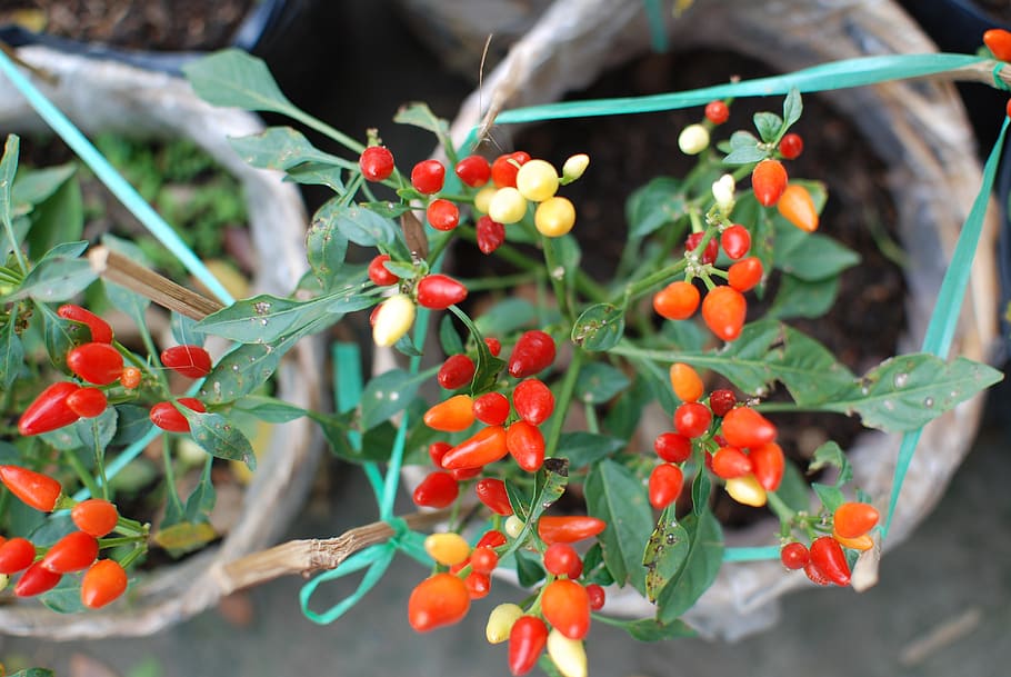 Xile, arbre petit, picant, menjar, menjar i beguda, fruita, creixement, frescor, full, part de la planta, alimentació saludable, planta, fruites de baies, dia, primer pla, naturalesa, centrar-se en primer pla, vermell, benestar, color verd, bellesa a la natura, enfocament selectiu, branca, a l'aire lliure, cap gent, rowanberry, madur, 4K