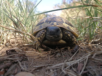 tortuga, tortugues, temes d'animals, un animal, fauna animal, animal, animals a la natura, rèptil, enfocament selectiu, shell, planta, terra, dia, naturalesa, vertebrats, cap gent, closca d’animals, primer pla, herba, camp, a l'aire lliure, 5K, CC0, domini públic, lliure de regalies