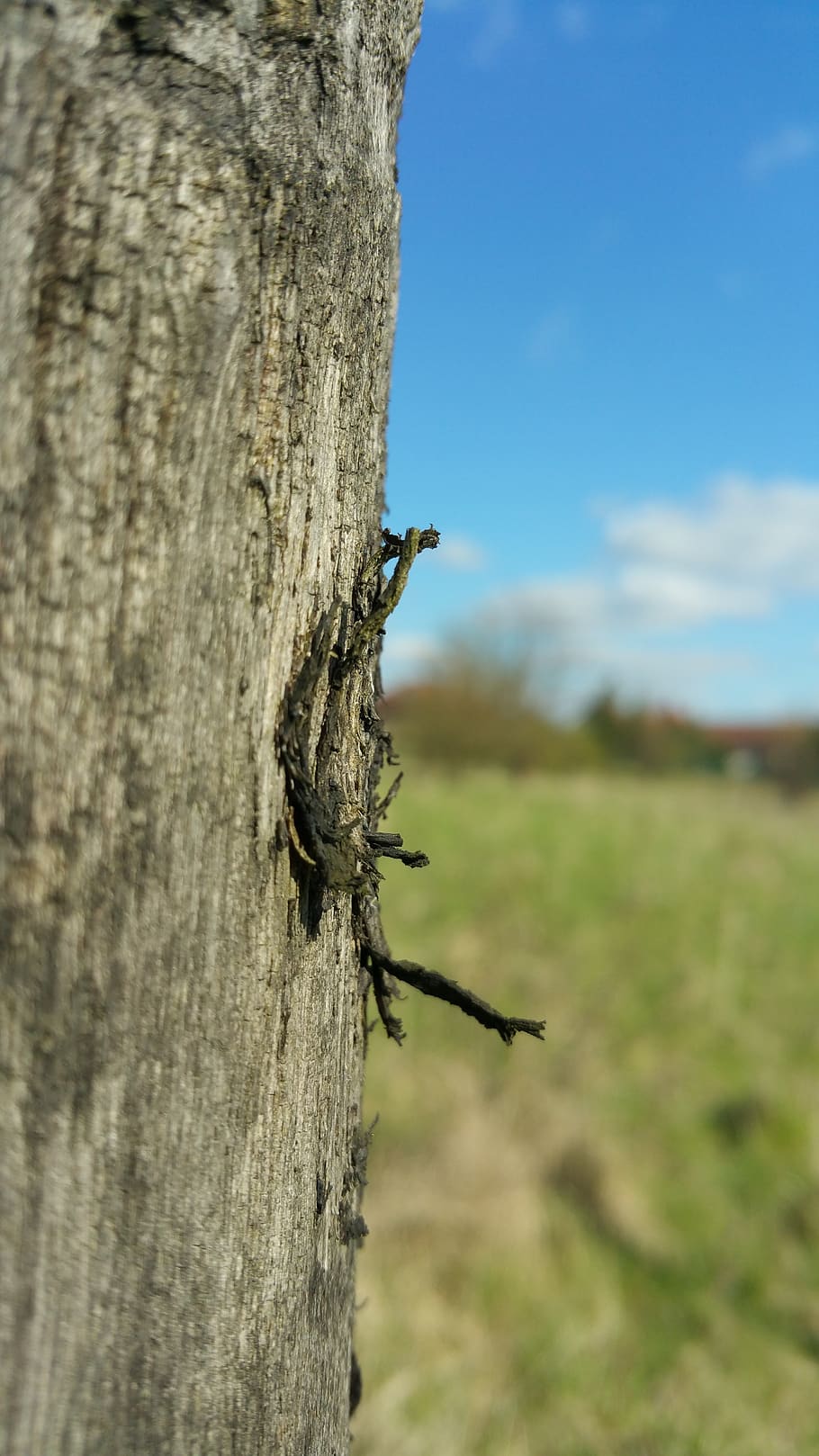 fusta, arbre, arbre danyat, invertebrat, primer pla, tronc de l'arbre, animals a la natura, tronc, dia, insecte, naturalesa, planta, fauna animal, centrar-se en primer pla, textura, cap gent, temes d'animals, animal, a l'aire lliure, material de fusta, enfocament selectiu, aspre, escorça, 5K