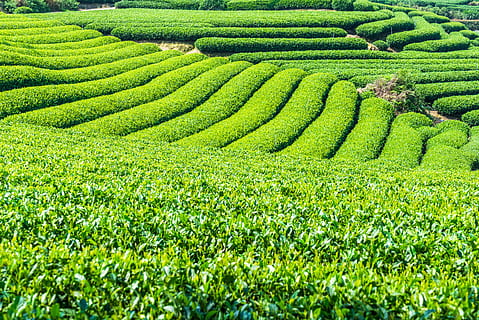 tea, green, green color, agriculture, growth, beauty in nature, plant, tea crop, nature, land, crop, no people, field, pattern, landscape, outdoors, rural scene, tranquility, high angle view, day, scenics - nature, plantation, 4K, CC0, public domain, royalty free