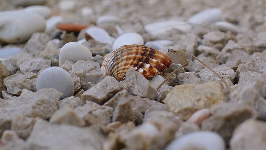 Příroda, kámen, moře, vzor, pozadí plochy, shell, pláž, ostřelování, hřebeny, struktura, žádná osoba, tvar, zvířat, zvíře, jednoho zvířete, zvířata ve volné přírodě, korýš, poustevnický krab, zvířecí shell, detail, den, přistát, selektivní zaměření, krab, nikdo, bezobratlý, Skála, venku, námořní, oblázek, 4K