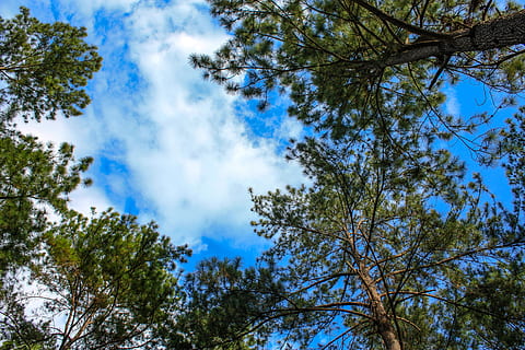 pineta, vista, foresta, albero, naturale, all'aperto, legna, primavera, Pino, bosco, cielo, fresco, natura, pianta, Inquadratura dal basso, nuvola - cielo, bellezza nella natura, crescita, la tranquillità, giorno, blu, nessuno, scenics - natura, ramo, scena tranquilla, colore verde, scena non urbana, terra, baldacchino di albero, 4K, CC0, dominio pubblico, privo di copyright