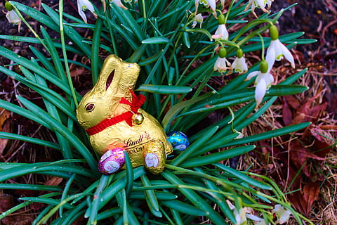 nature, flower, grass, easter, green color, representation, celebration, animal, plant, animal representation, close-up, holiday, high angle view, no people, animal themes, day, plant part, leaf, outdoors, land, 5K, CC0, public domain, royalty free