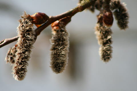 natuur, boom, dierlijke thema's, insect, dier, detailopname, ongewerveld, focus op de voorgrond, één dier, geen mensen, studio opname, dag, buitenshuis, dierenleven, geleedpotige, fabriek, macro, spin, selectieve aandacht, dieren in het wild, 2K, CC0, publiek domein, royaltyvrij